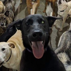 Meet your Posher, Matthew